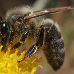 Как взрастить среднерусскую пчелу? 