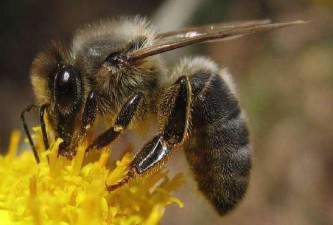 Как взрастить среднерусскую пчелу? 